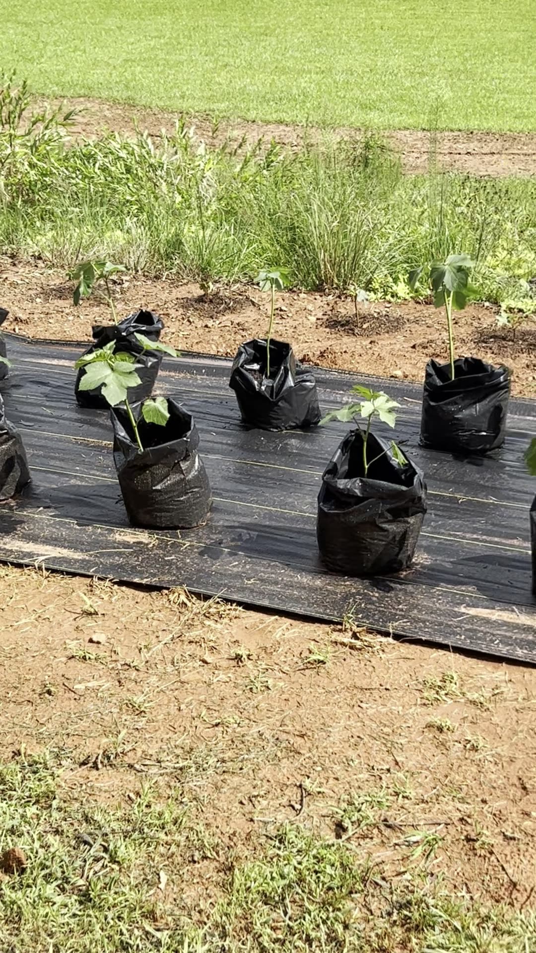 My Make-Shift At The Porch Recovery Garden for Okra!