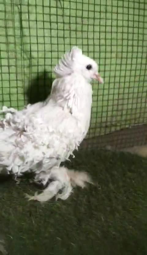 Wait paper pigeon beautiful