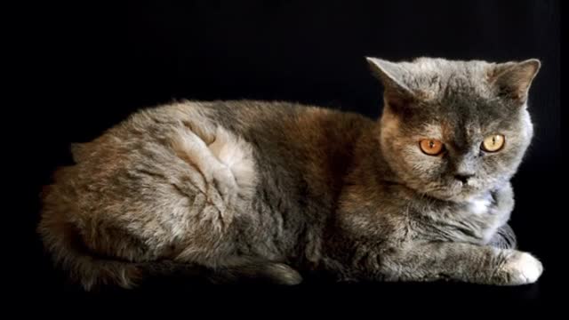 cat playful big eyes sweet#shorts video's # pet's and animals