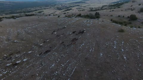 low key Aerial fpv drone shot of a herd of wild horses running on a green spring field at the sunset