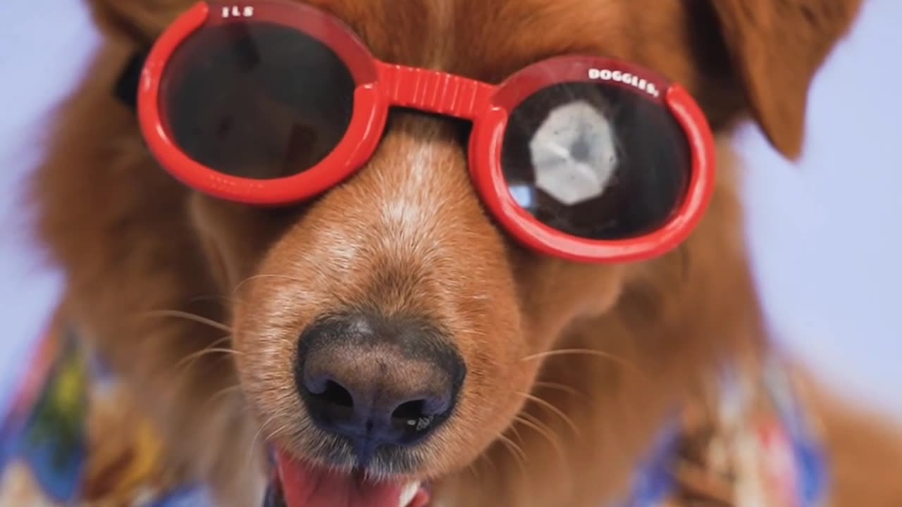 A Dog with Red Sunglasses