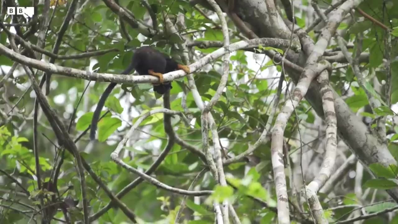 Rare Otter Encounter Takes Shocking Turn | Bad Natured | BBC Earth