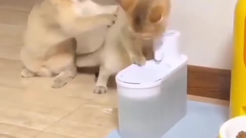 Funny Cats