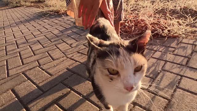 Beautiful cat with gorgeous colors on her fur is unbelievably lovely