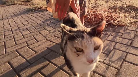 Beautiful cat with gorgeous colors on her fur is unbelievably lovely