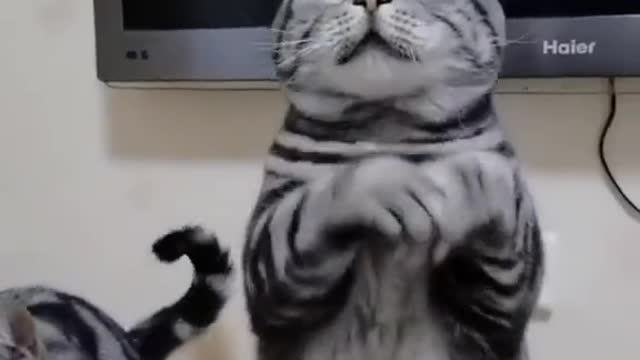 dancing cat