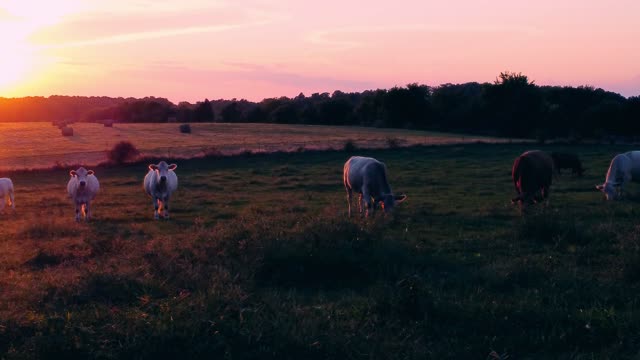 Cows Grazing - Cow Video