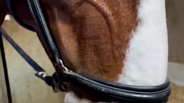 Stallion Enjoys Having His Nostrils Massaged