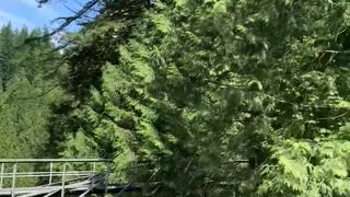 Beautiful forest in North Vancouver Canada