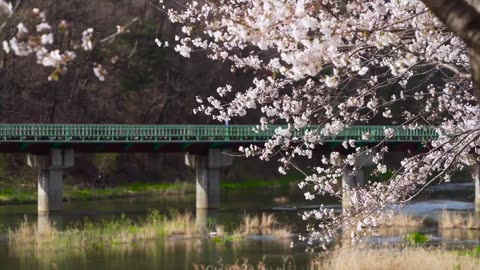 cherry blossom