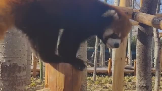 The climbing ability of a raccoon