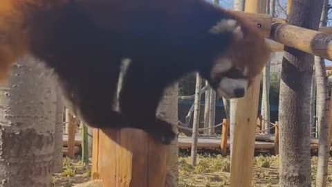 The climbing ability of a raccoon