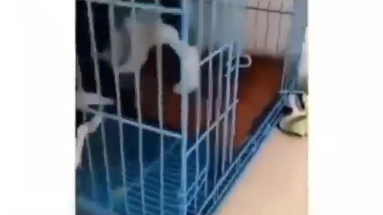 funny animals best of 2023