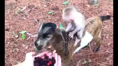 Wild Goat and Monkey Eating Berries Together