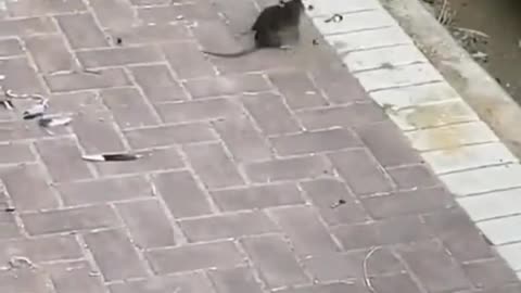 #funny #rats #relax #interesting #omg #viral