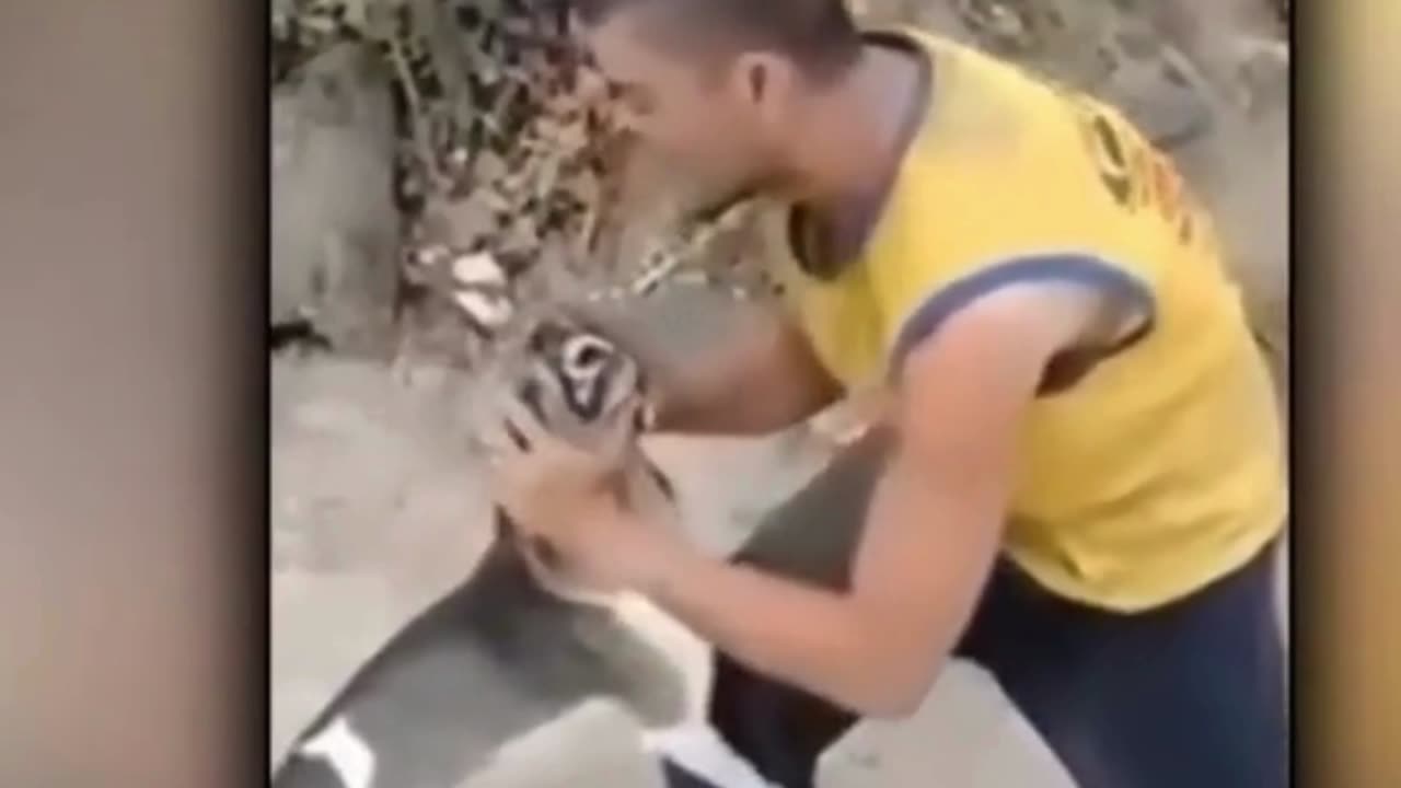 TEM NÃO RIR COM OS PETS MAIS ENGRAÇADOS #1