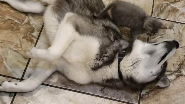 Kitten Gets Comfortable in Doggy's Thick Fur