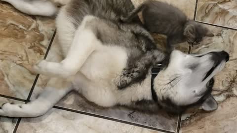 Kitten Gets Comfortable in Doggy's Thick Fur