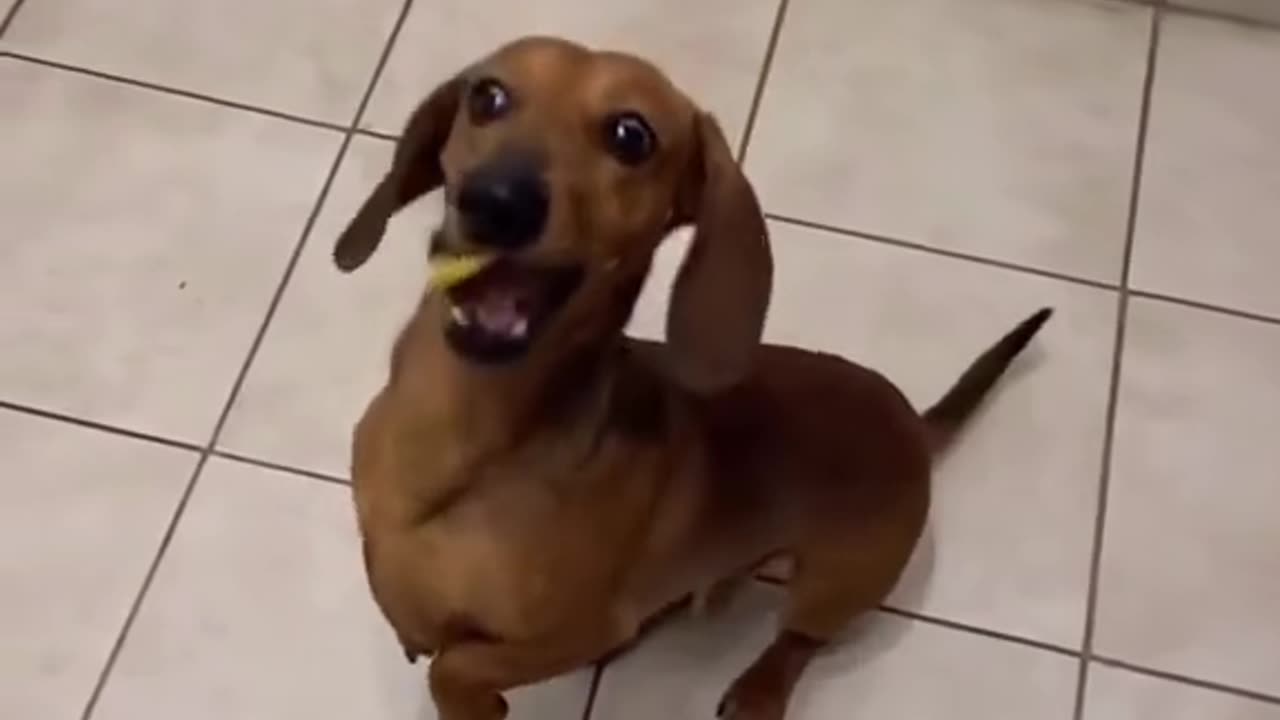 Puppy Shenanigans: Funniest Dog Fails & Adorable Reactions!