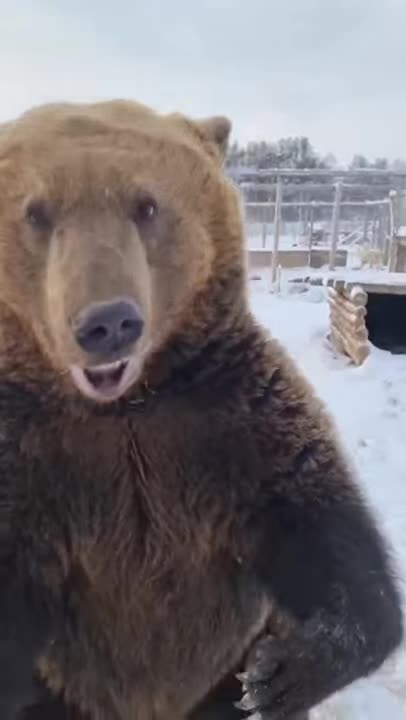 It's Just A Playful Bear That Anyone Would Love🐻