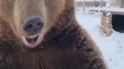 It's Just A Playful Bear That Anyone Would Love🐻