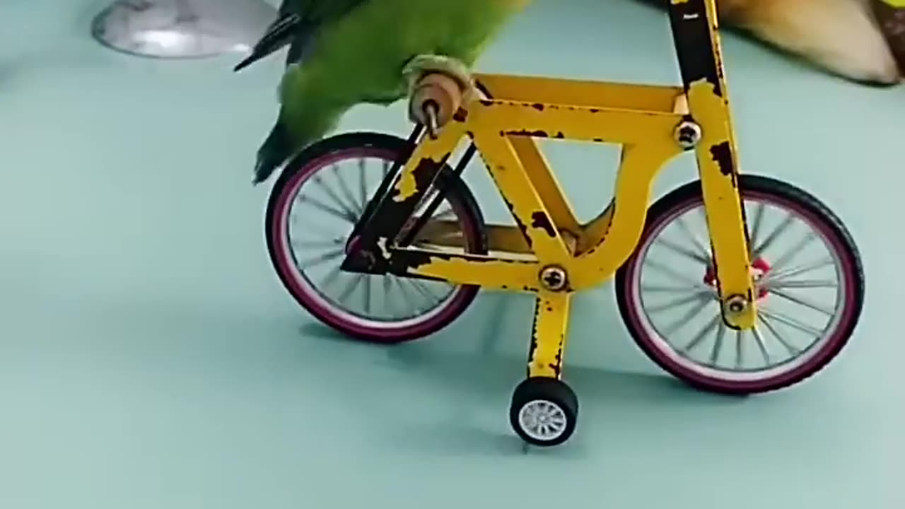 Green Parrot Is Very Smart, Ridding Bicycle Ammazing 🕊
