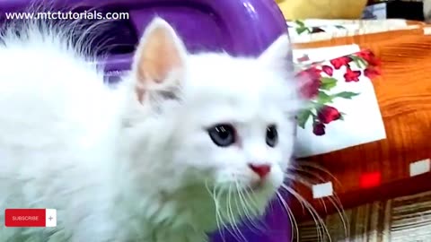 Funny cat video