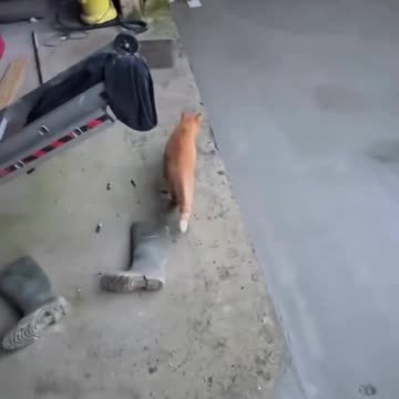 A cat does what a cat has to do