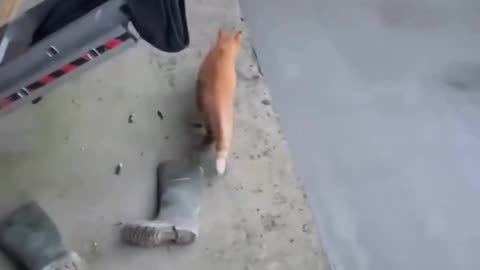 A cat does what a cat has to do