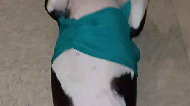 Hecatae puts the fashion in Doggystyles