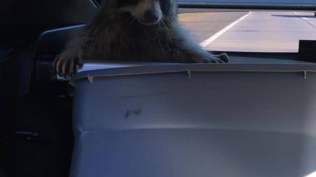 Rescued Raccoon