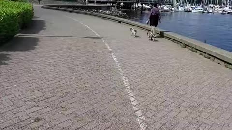 Vancouver Seawall Cycling.