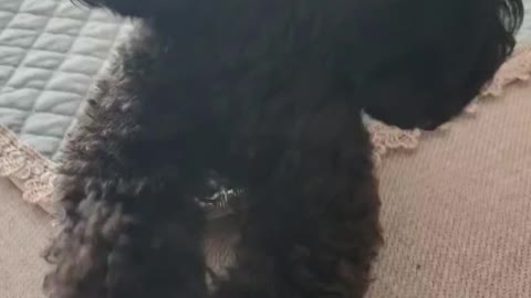 puppy