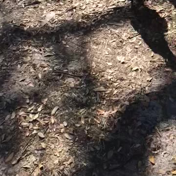 Free range Chickens love sunflowers seed.