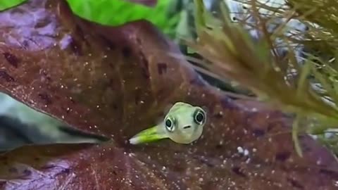 Pea puffer fish are straight out of Pixar 😂