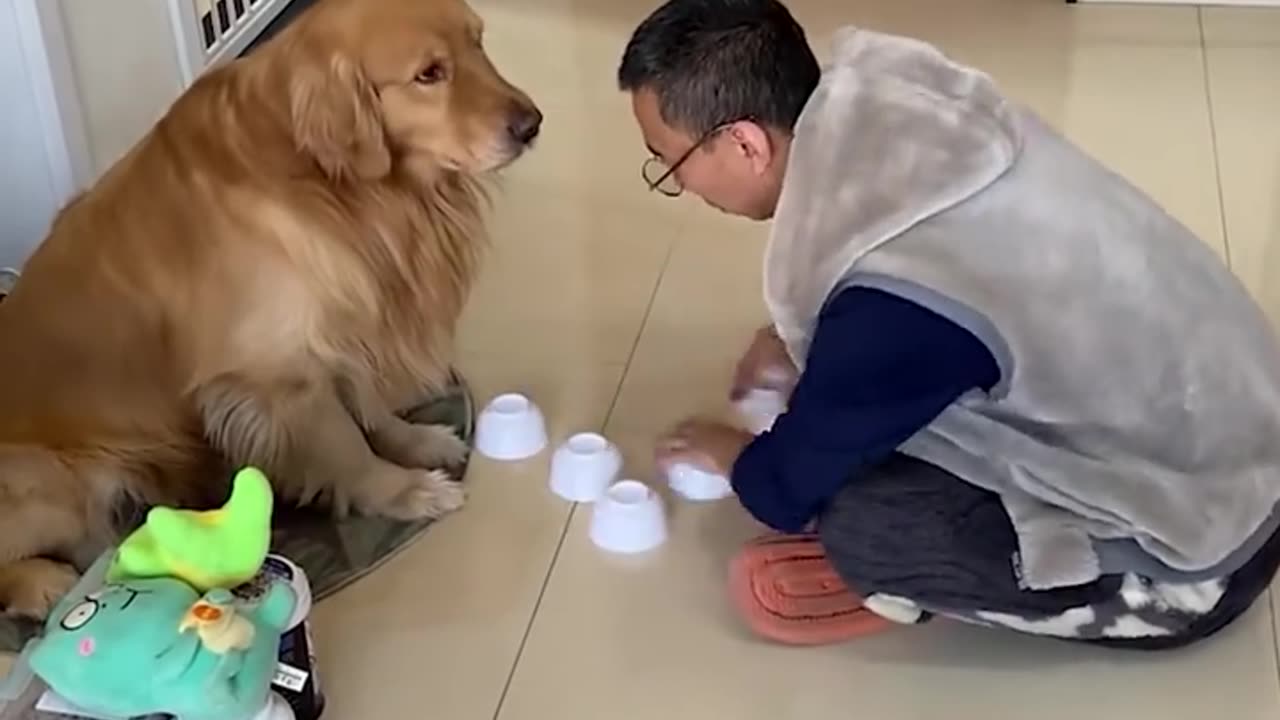 Intelligent dog🐶