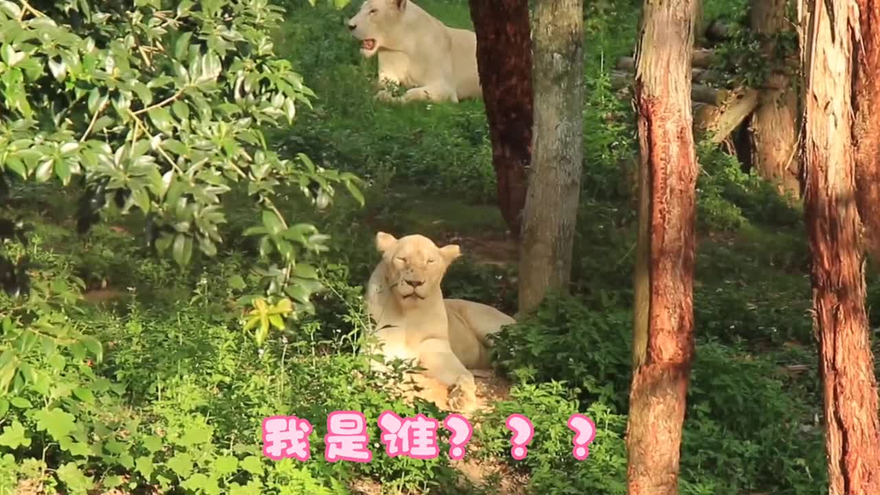 lions