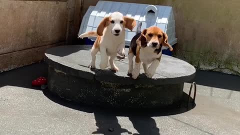 Synchronized Goofy Beagle Sisters Jump