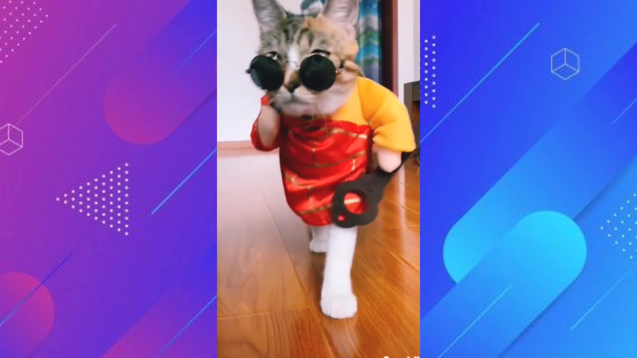 Funny cat Fashion Show