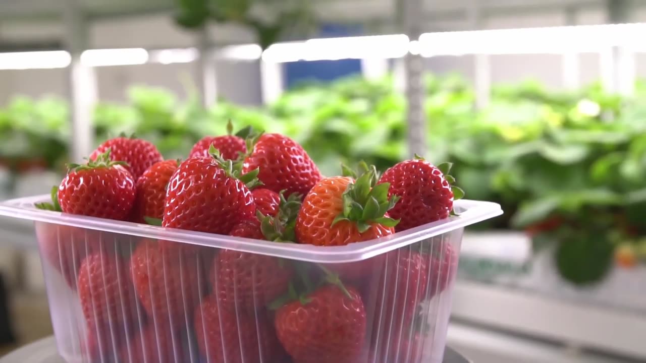 5 Vertical Farms Run by AI and Robots | Future of Farming ▶ 3