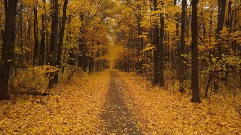 Enchanting Autumn Forests with Beautiful Piano Music