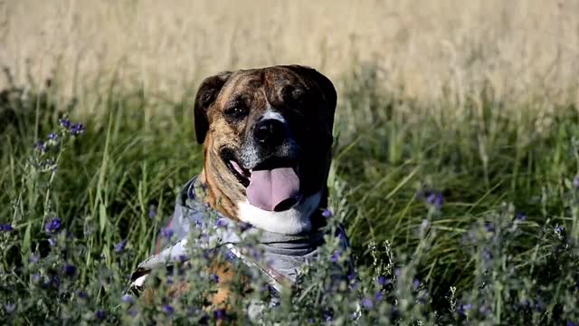 Happiest Dog Ever Rolling in Grass: Cute Dog