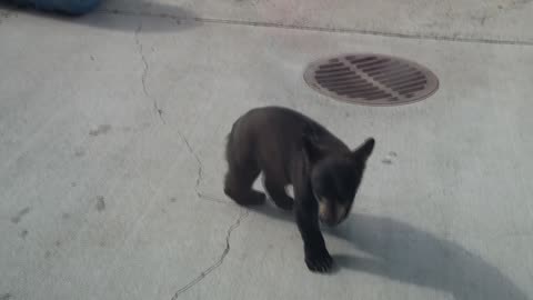 bears at zoo 4