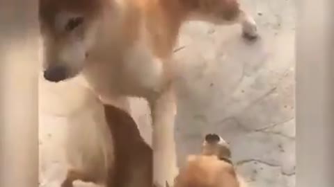 Dog scare by cat