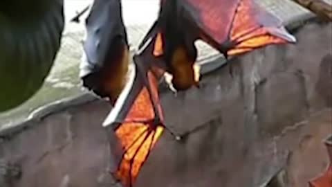 GIANT BAT CAPTURED, WHAT IS IT