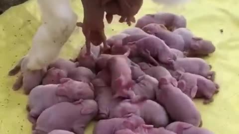 Dog Give Birth
