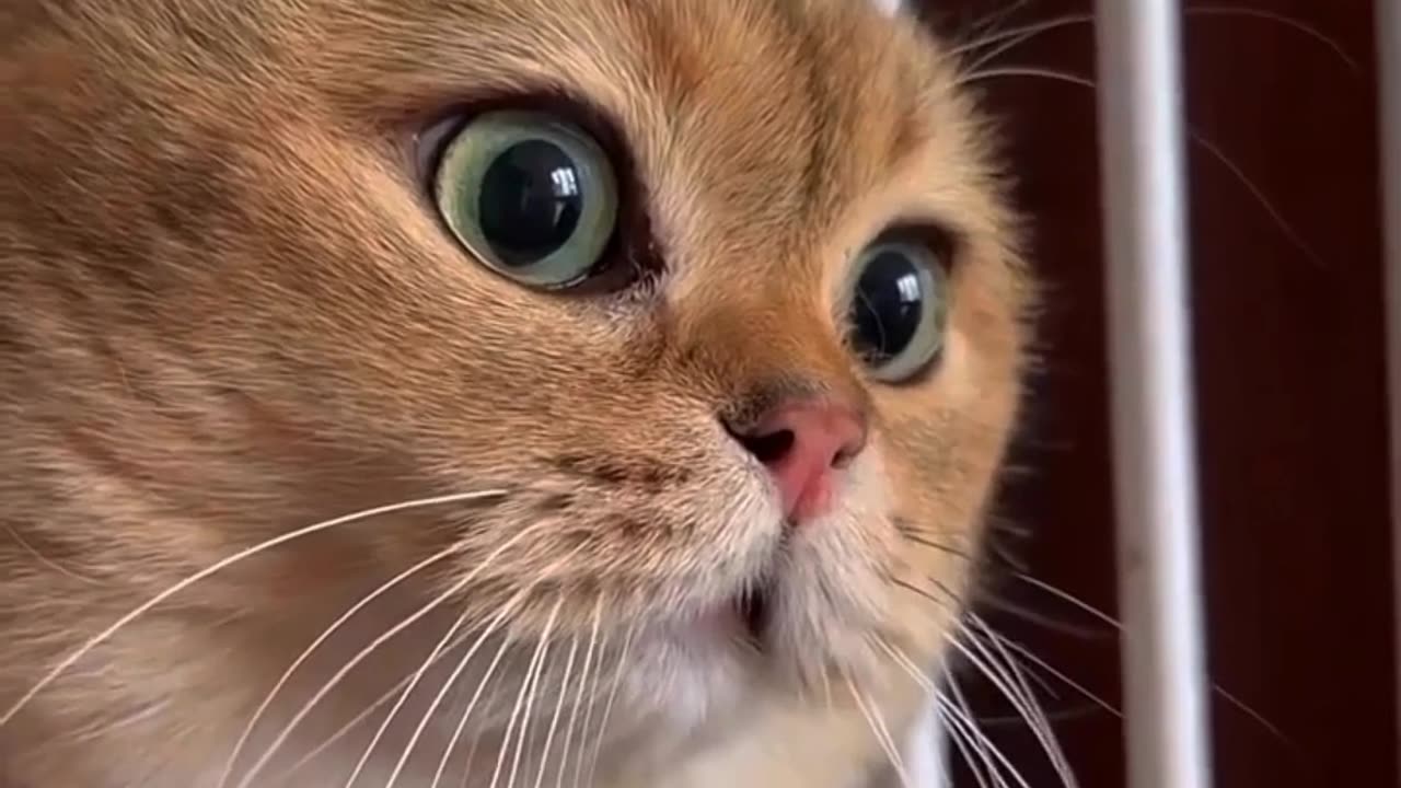 Cat trying to say something