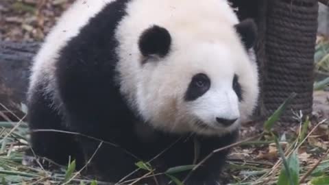 Panda is walking