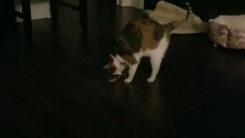 NFM (Nala Frankie Marie)