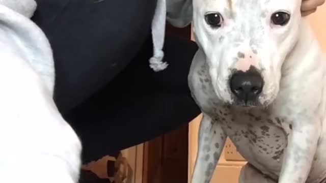 23_Super funny dog videos from TikTok - The most patient dog in the world